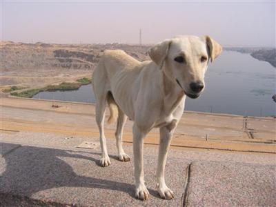 egypt.stray.dog.high.dam.aswan.jpg