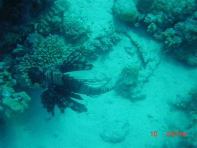 lionfish.diving.red.sea.jpg