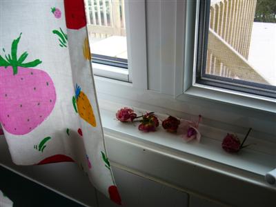 Flowers.kitchen.window 