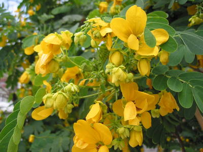 cheung.chau.flowers.jpg