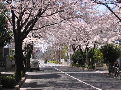 japan.mitaka.sakura.20050407.jpg