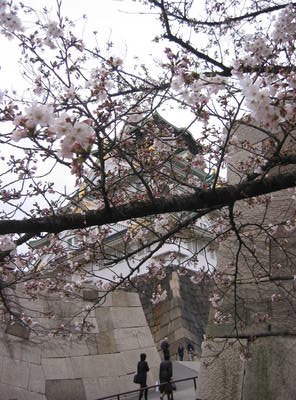 japan.osaka.castle.sakura.jpg