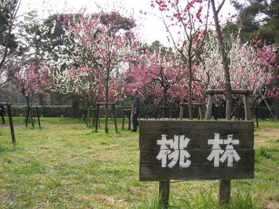 japan.peachtrees.kyoto.imperial.palace.20050403.jpg