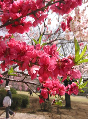 japan.reddish.sakura.20050408.jpg