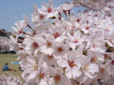 japan.white.sakura.20050408.jpg