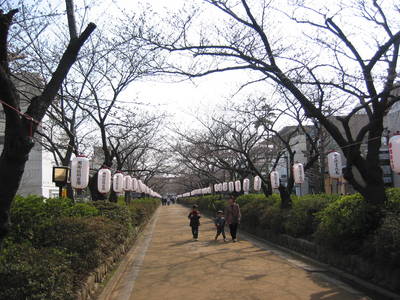 kamakura.unblossomed.sakura.row.jpg