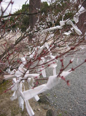 osaka.castle.fortune.tree.jpg