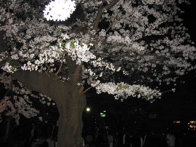 sakura.evening.jpg