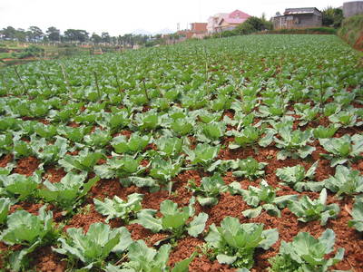 dalat.cabbage.field.jpg