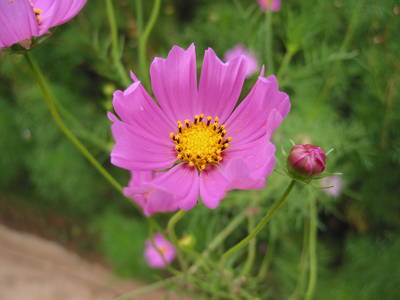 dalat.flower.jpg