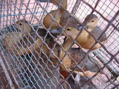 ducks: bringers of mankind's doom?